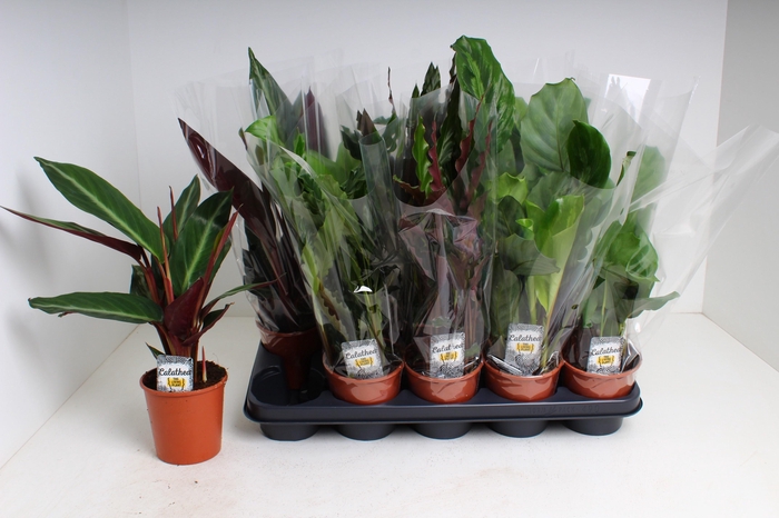 arr8 Calat Gem 4 Srt