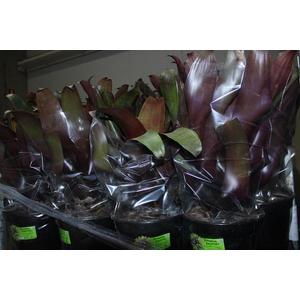 BROMELIA IMPERIAL P27 VERMELHO