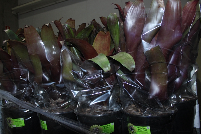 <h4>BROMELIA IMPERIAL P27 VERMELHO</h4>