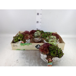 Arr.  Sempervivum L%