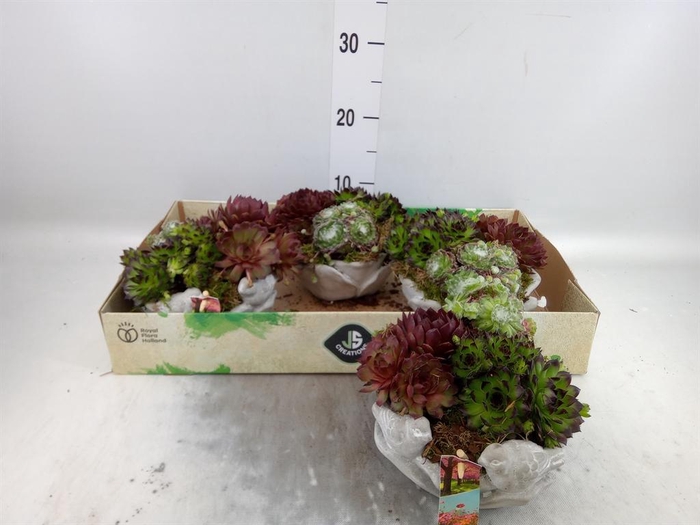 <h4>Arr.  Sempervivum L%</h4>