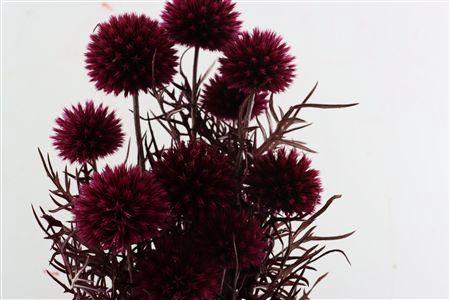<h4>Pres Echinops 10pc Cerise Bunch</h4>