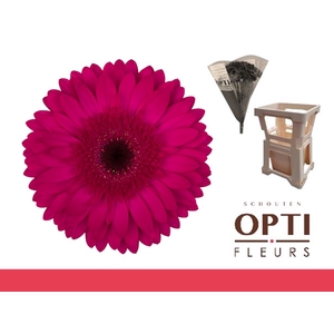 Gerbera Martini Water