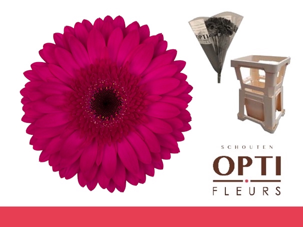 <h4>Gerbera Martini Water / Hoes</h4>