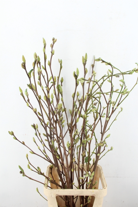<h4>MAGNOLIA SUPERBA 130CM</h4>