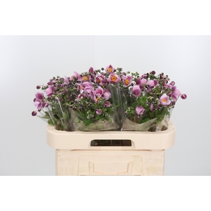 Anemone Koningin Charlotte