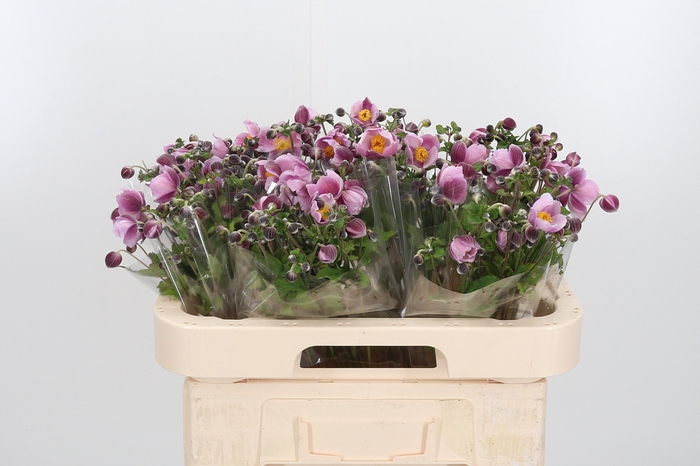 <h4>Anemone Koningin Charlotte</h4>