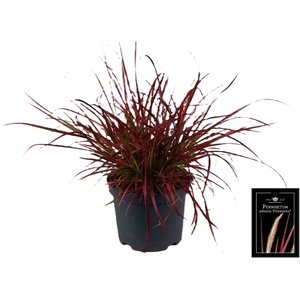 Pennisetum advena 'Fireworks'