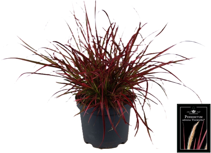 <h4>Pennisetum advena 'Fireworks'</h4>