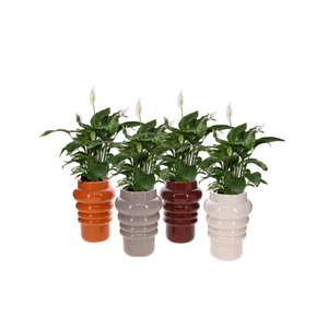 Keramiek pot met Spathiphyllum