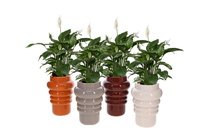 <h4>Keramiek pot met Spathiphyllum</h4>