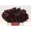 Leucadendron Saf Sunset Dark R.