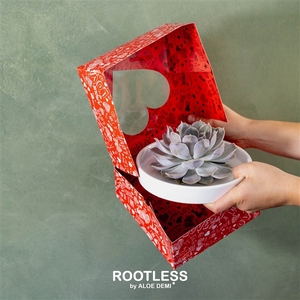 ROOTLESS Echeveria, Panda bowl - love box