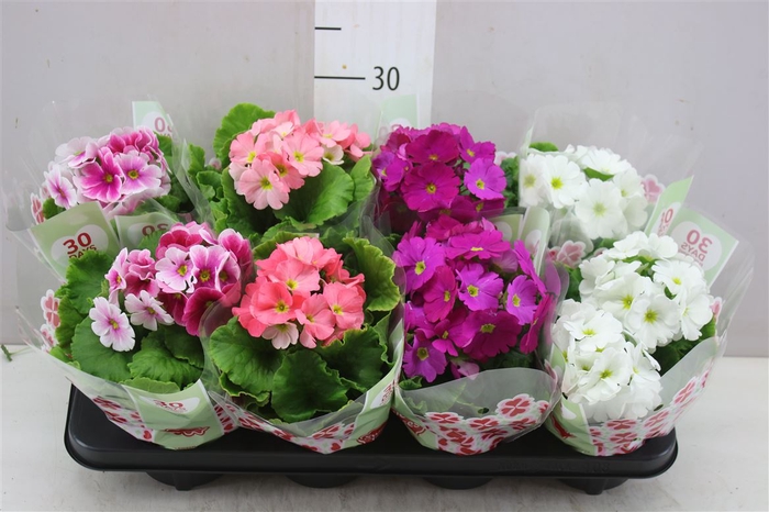 <h4>Primula Ob Touch Me Gemengd</h4>