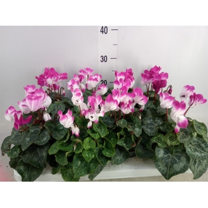 Cyclamen MD 'Indiaka'