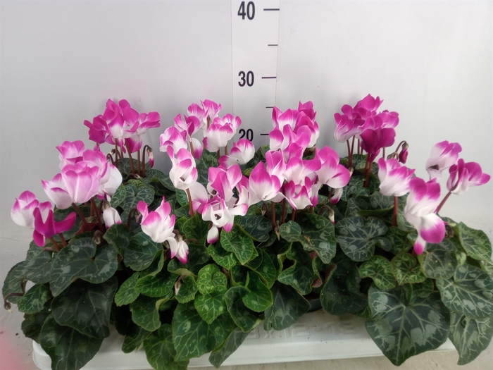 <h4>Cyclamen MD 'Indiaka'</h4>