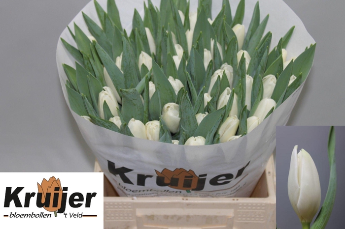 <h4>TU EN KOSMOS</h4>