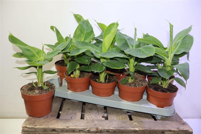 <h4>Musa Tropicana</h4>