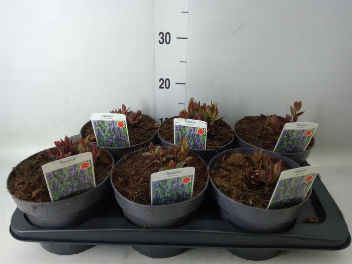 <h4>Nepeta nervosa</h4>