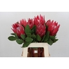 Protea Cynaroides Madiba