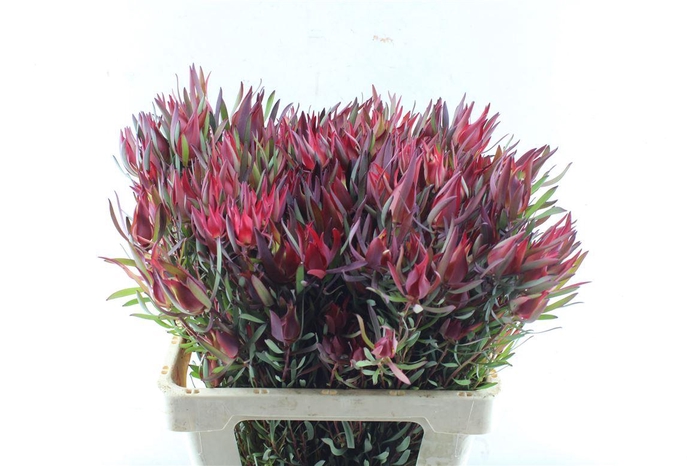 <h4>Leucad Sal Blush</h4>