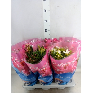 Nerium oleander   ...