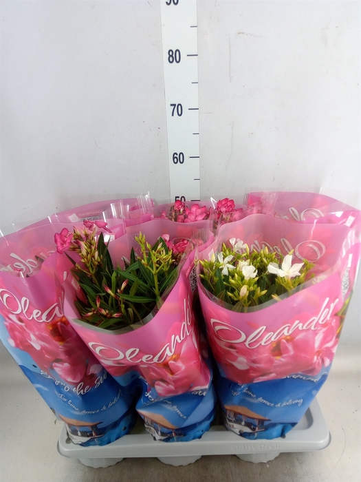 <h4>Nerium oleander   ...</h4>