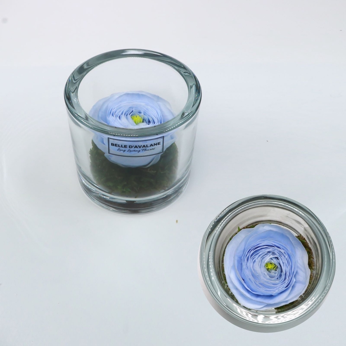 Cilinder d9x8h ranunculus vio-89 glas