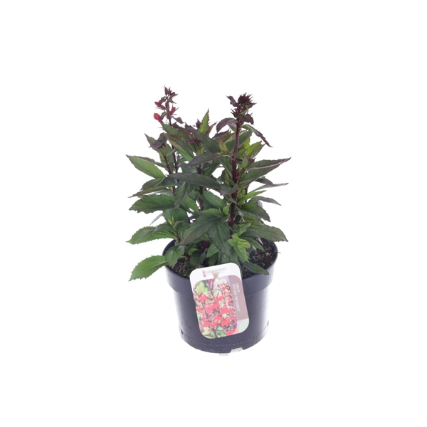 <h4>Lobelia Fan Scarlet</h4>