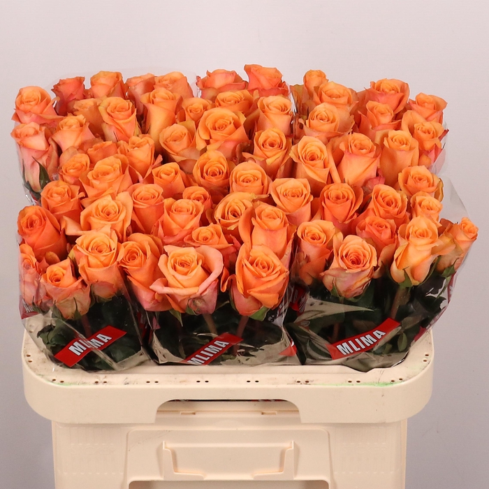 <h4>R GR SAUTI SOL</h4>