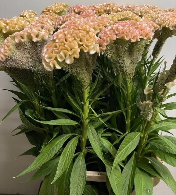 <h4>Celosia arg Cr Haute Couture</h4>