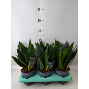 Sansevieria trifa.   ...