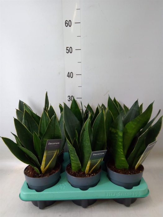 <h4>Sansevieria trifa.   ...</h4>
