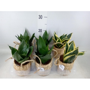 Arr.   Kamerplant Groen L%