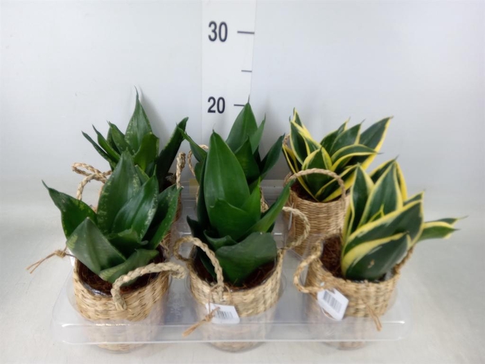 <h4>Arr.   Kamerplant Groen L%</h4>