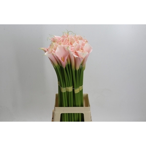 Zantedeschia Eydolls Salmon