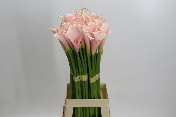 Zantedeschia Eydolls Salmon