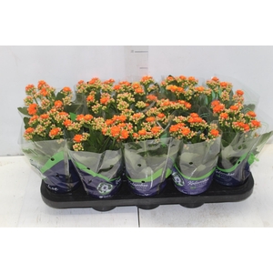 KALANCHOE DOBRADO P11 LARANJA