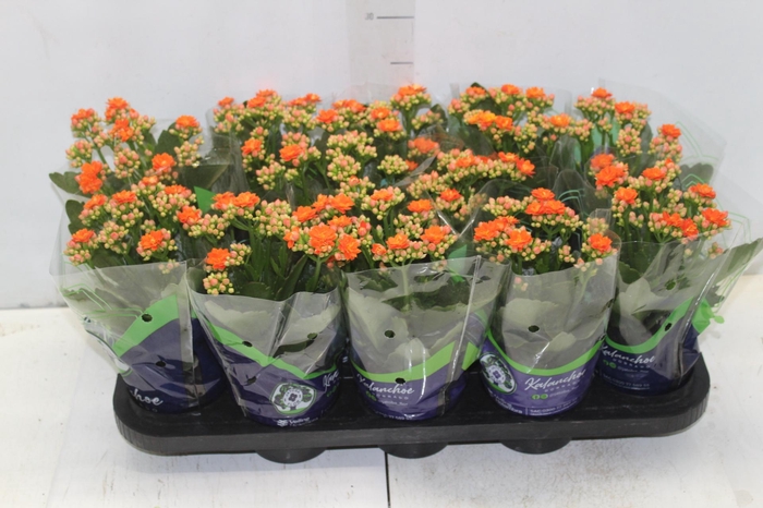 <h4>KALANCHOE DOBRADO P11 LARANJA</h4>