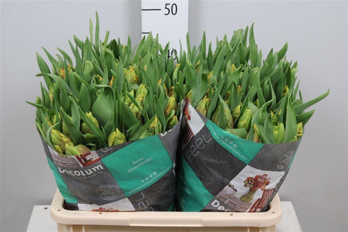 <h4>Tu Pa Dee Jay Parrot</h4>