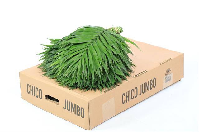 <h4>Leaf chico jumbo</h4>