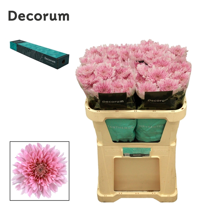 <h4>CHRYSANTHEMUM PL 'KALIMBA'</h4>