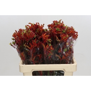 Anigozanthos Rampaging Roy Slaven