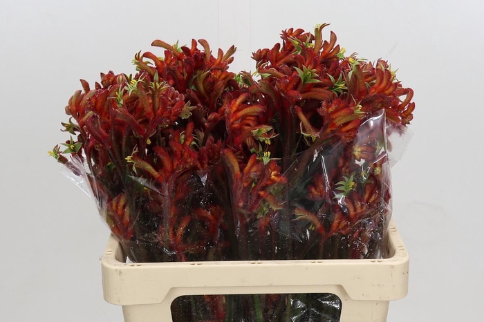 <h4>Anigozanthos Rampaging Roy Slaven</h4>