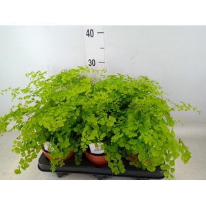 Adiantum raddi. 'Fragrans'