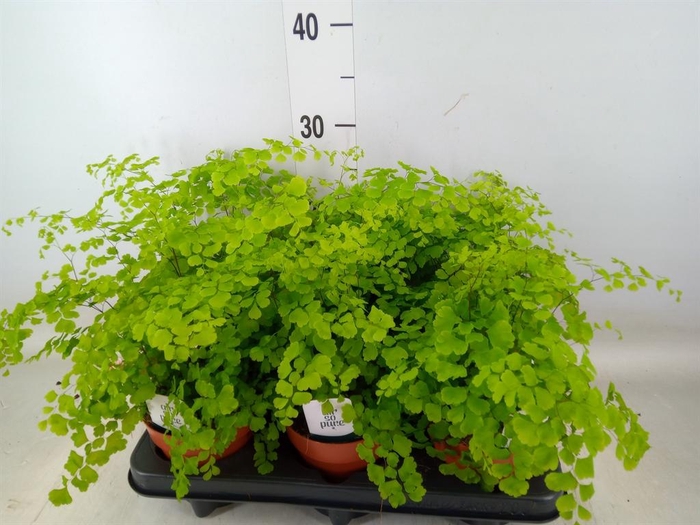 <h4>Adiantum raddi. 'Fragrans'</h4>