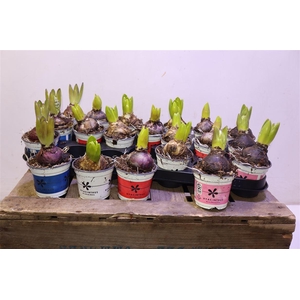 arr8 Hyacin Gem 4 Kl