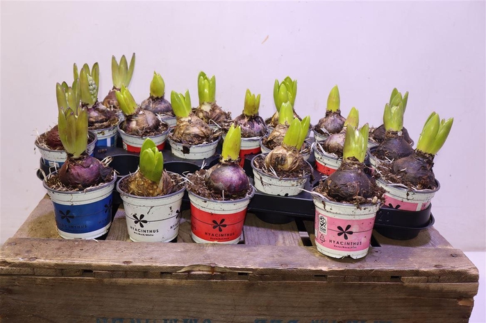 <h4>arr8 Hyacin Gem 4 Kl</h4>