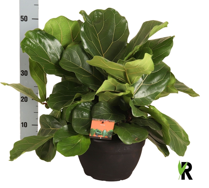 <h4>FICUS LYRATA</h4>