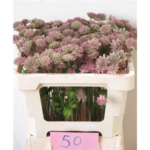 Astr Rosea